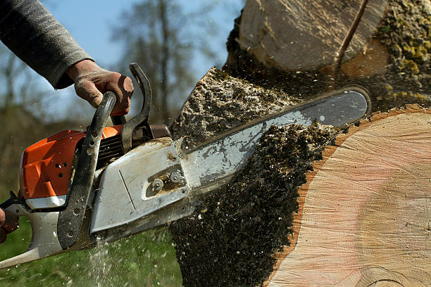 Tree Branch Trimming in Barnwell, SC